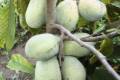 Indián banán "Pawpaw",  Asimina Triloba Sunflower