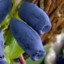Lonicera kamtschatica "Indigo Gem" Mézbogyó