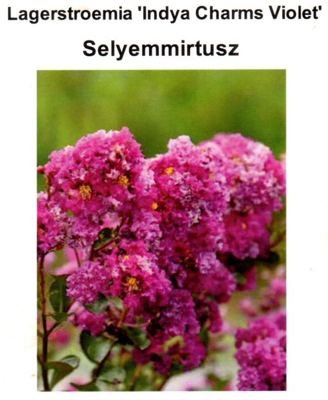 Lagerstroemia indica Indya Charms Violet, Kínai selyemmirtusz