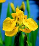 Iris Pseudoacorus /10-15/