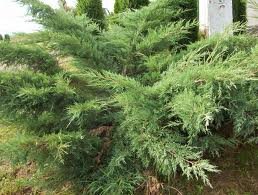 Juniperus ch. Hetzi /40-60/, Kúszó boróka