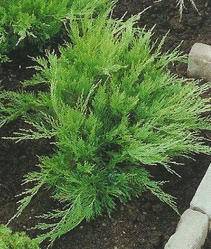 Juniperus ch. Mint Julep /40-60/, Kúszó boróka