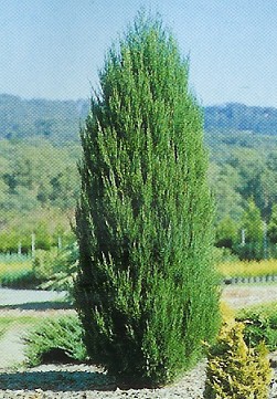 Juniperus ch. Spartan /30-40/, Spártai boróka