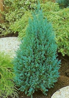 Juniperus ch. Stricta /40-60/, Boróka