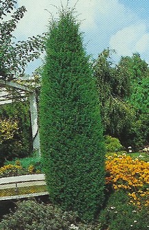 Juniperus com. Hibernica /40-60/, Oszlopos boróka