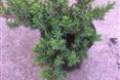 Juniperus con. Blue Pacific /30-40/, Kúszó boróka