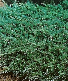 Juniperus hor. Blue Chip /30-40/, Kúszó boróka