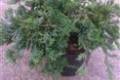 Juniperus hor. Glauca /30-40/, Kúszó boróka