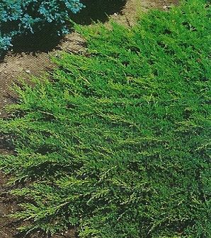 Juniperus hor. Prince of Wales /20-30/, Kúszó boróka
