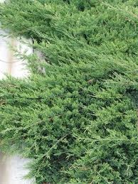 Juniperus pr.Avasi /40-60/, Kúszó boróka