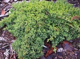 Juniperus pr. Bonin Isles /20-30/, Kúszó boróka