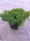 Juniperus procumbens Nana /10-20/, Kúszó boróka