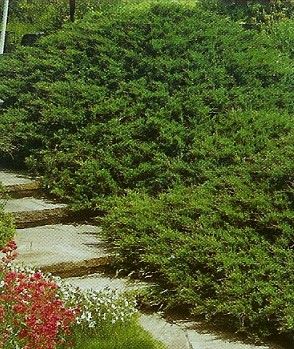 Juniperus sab. Tamariscifolia /30-40/, Kúszó boróka