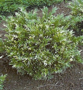 Juniperus sab. Variegata /30-40/, Kúszó boróka