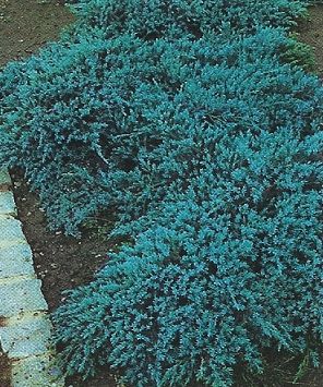 Juniperus squ. Blue Carpet /30-40/, Kúszó boróka