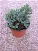 Juniperus squamata Blue Star /10-15/, Kúszó boróka