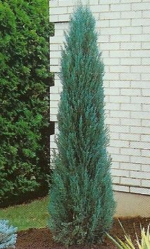 Juniperus vir. Blue Arrow /80-100/, Oszlopos boróka