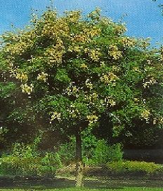 Koelreuteria paniculata/6-8/, Bugás csörgőfa