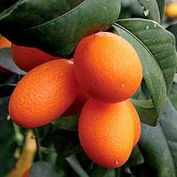 Kumquat, Törpe narancs