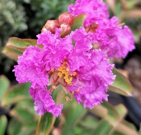 Lagerstroemia sp. Ciklámen, Kínai selyemmirtusz