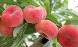 Lapos őszibarack "Pogácsa"