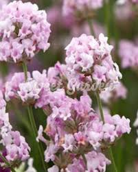 Lavandula angustifolia Pink Perfume /14-es cserép/