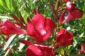 Leander /50-60/,Nerium oleander