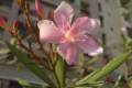 Leander /50-60/,Nerium oleander