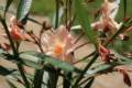 Leander /50-60/,Nerium oleander