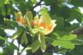 Liriodendron Tulipiferia /150-200/, Tulipánfa