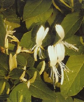 Lonicera japonica Halliana, Japán lonc