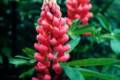 Lupinus, Csillagfürt