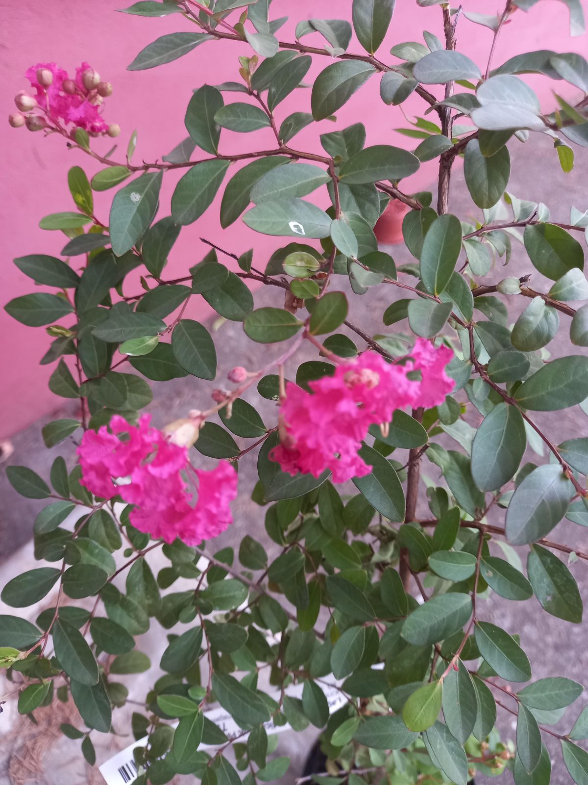 Lagerstroemia indica Magic Pink , Kínai Selyemmirtusz