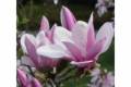 Magnolia hybrid 'George Henry Kern' /80-100/, Liliomfa