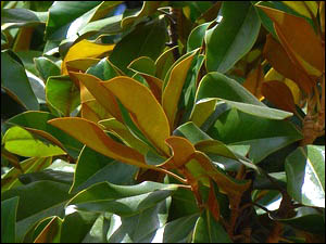 Magnolia grandiflora, Örökzöld liliomfa