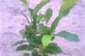 Magnolia Jane, Liliomfa