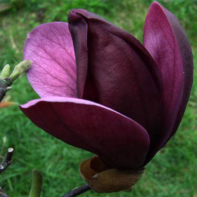 Magnolia liliflóra Nigra /80-100/, Liliomfa