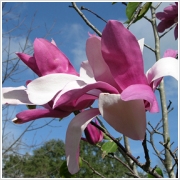 Magnolia Royal Crown, Liliomfa