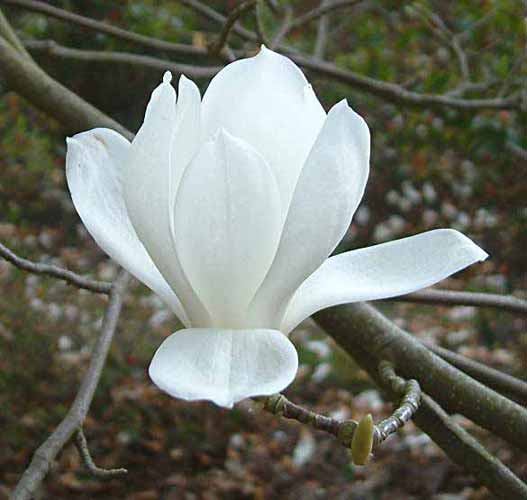 Magnolia Soulang Alba Superba, Liliomfa