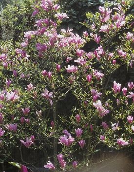 Magnolia Susan /80-100/, Liliomfa