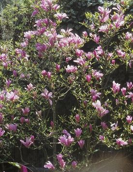 Magnolia Susan /40-60/, Liliomfa