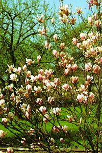 Magnolia x soulangiana /60-80/, Liliomfa