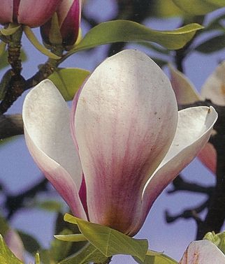 Magnolia x soulangiana Alexandrina, Liliomfa