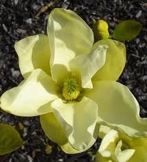 Magnolia Yellow River, Sárgavirágú liliomfa