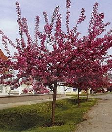 Malus Royalty /150-200/, Díszalma
