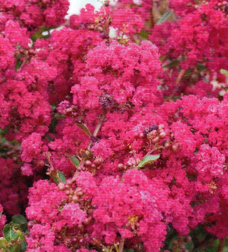 Lagerstroemia indica Miami /50-60/, Kínai selyemmirtusz
