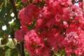 Lagerstroemia indica Miami, Kínai selyemmirtusz