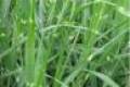 Miscanthus sinensis Pünktchen, Törpe zebrafű