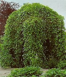 Morus alba Pendula /TM 180/, Szomorú eper