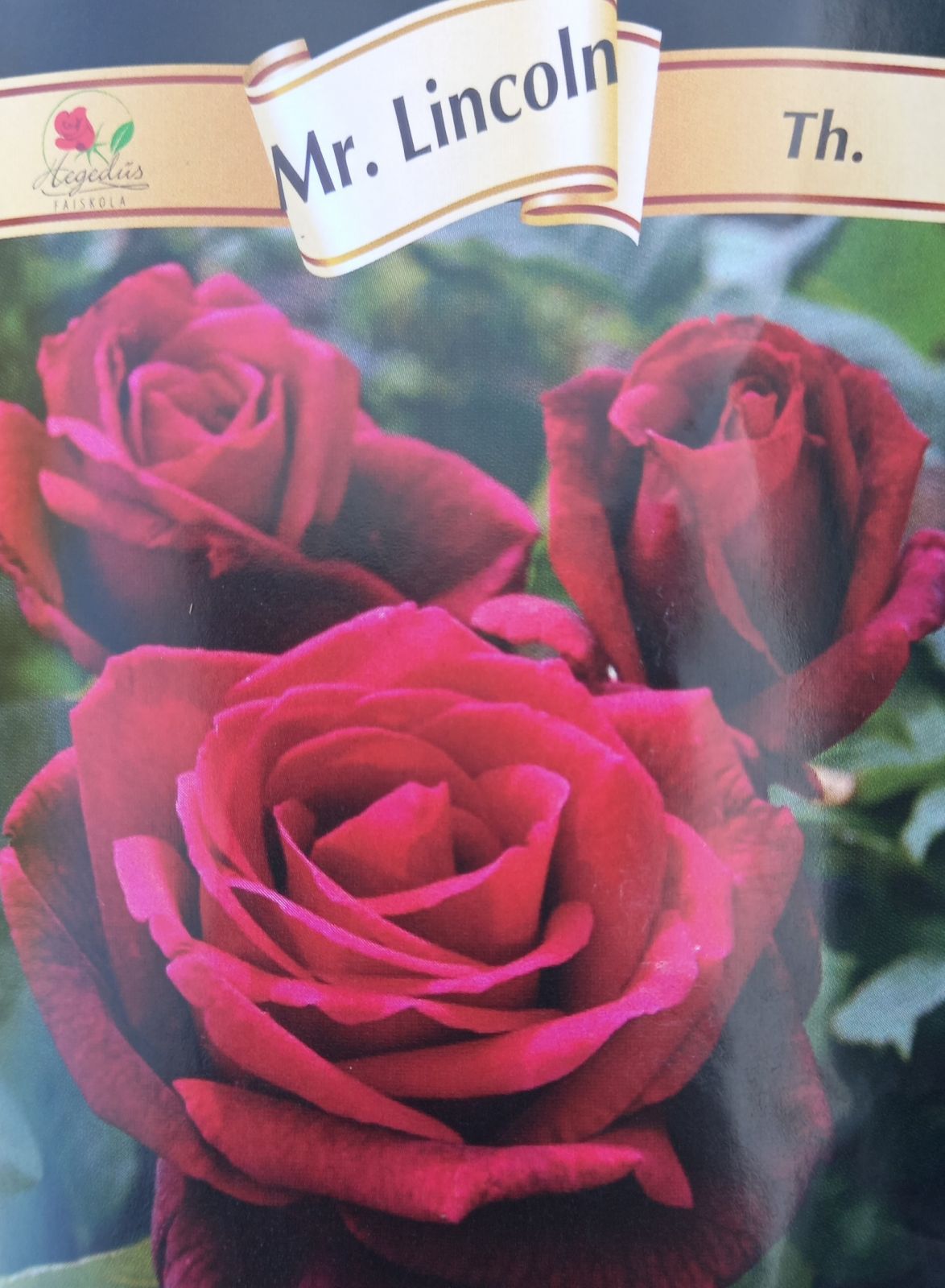 Sötétbordó tearózsa Mr. Lincoln /konténeres/